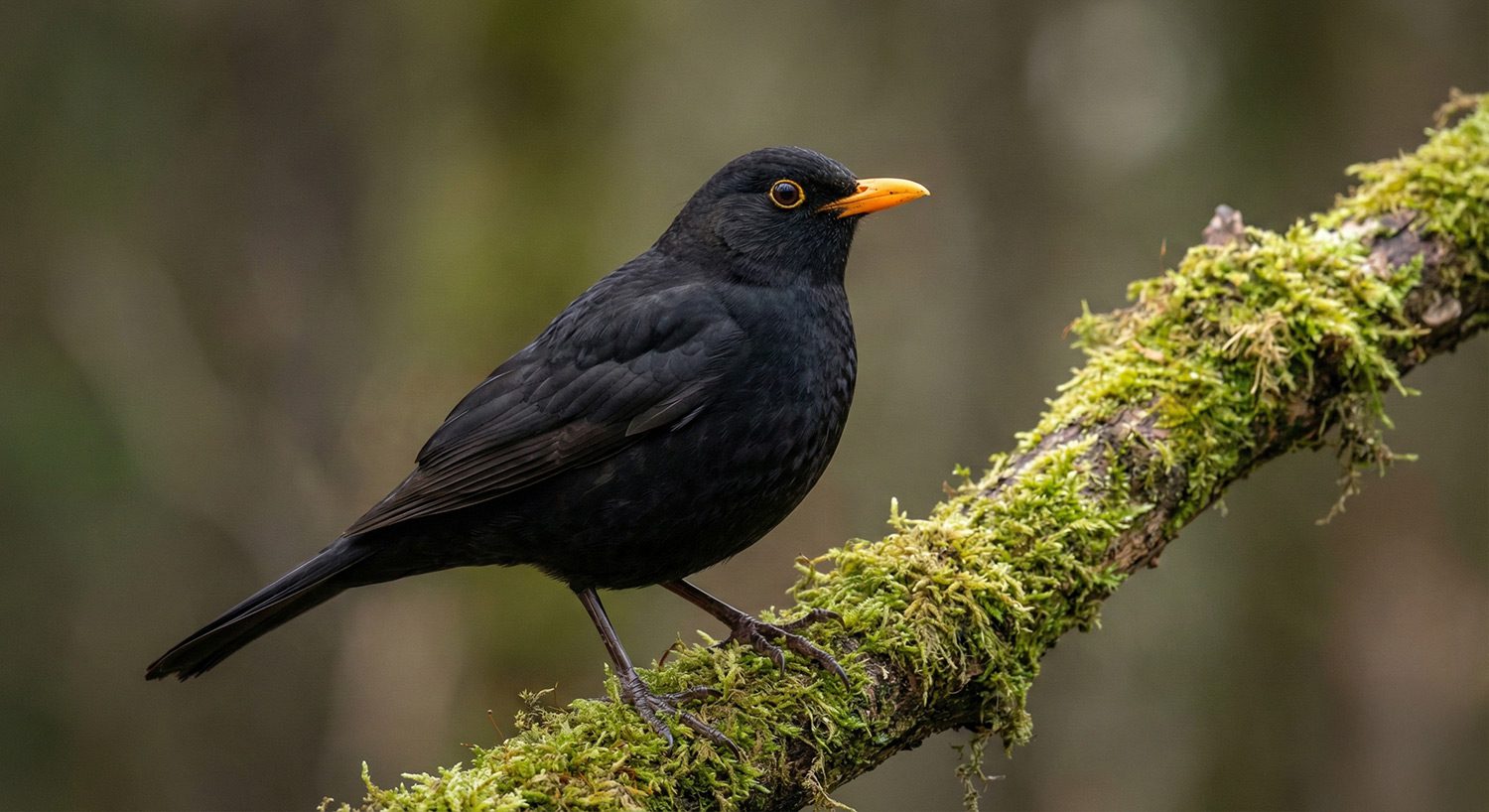 Amsel
